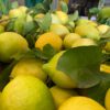 Limone Primo Fiore con foglia BOX da 9 Kg