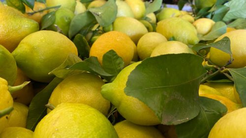 Limone Primo Fiore con foglia BOX da 9 Kg