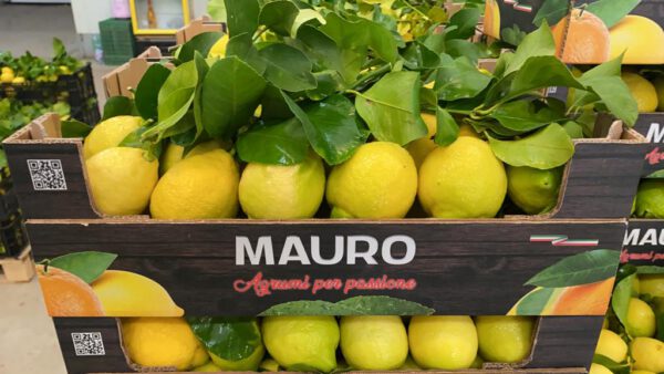 Limone Primo Fiore con foglia BOX da 9 Kg