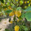Limone Primo Fiore con foglia BOX da 9 Kg