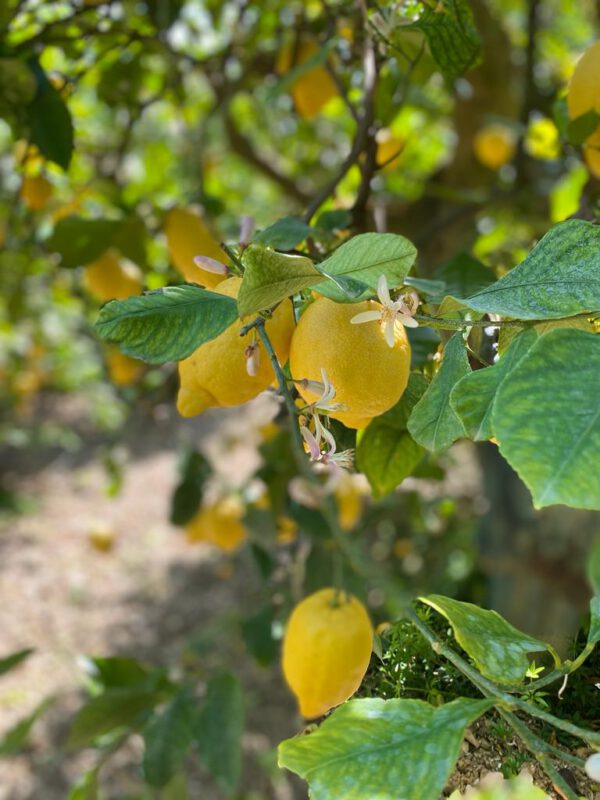Limone Primo Fiore con foglia BOX da 9 Kg