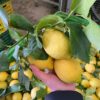 Limone Primo Fiore con foglia BOX da 9 Kg
