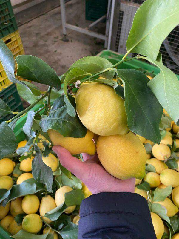 Limone Primo Fiore con foglia BOX da 9 Kg