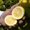 Limone Primo Fiore con foglia BOX da 9 Kg