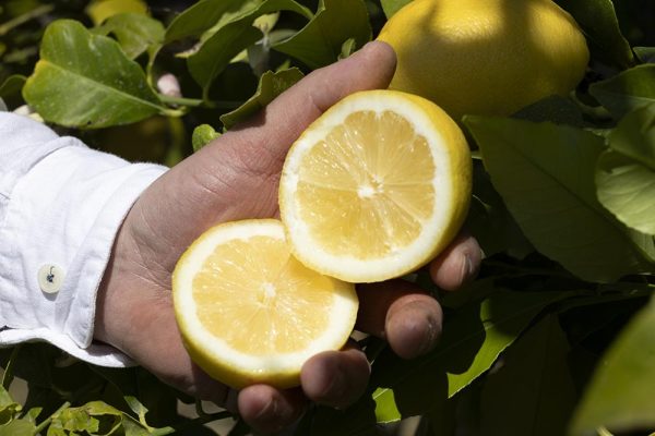 Limone Primo Fiore con foglia BOX da 9 Kg