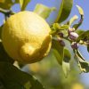 Limone Primo Fiore con foglia BOX da 9 Kg