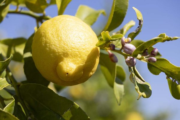 Limone Primo Fiore con foglia BOX da 9 Kg