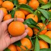 Clementina in mano tra gli agrumi Clementine con foglia BOX 9 Kg