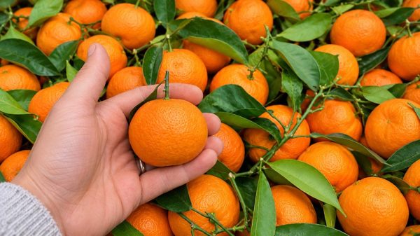 Clementina in mano tra gli agrumi Clementine con foglia BOX 9 Kg