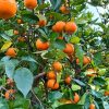 Clementine mature tra rami verdi Clementine con foglia BOX 9 Kg