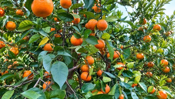 Clementine mature tra rami verdi Clementine con foglia BOX 9 Kg