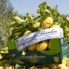 Limone Primo Fiore con foglia BOX da 9 Kg