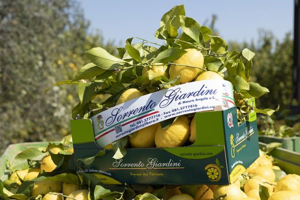 Limone Primo Fiore con foglia BOX da 9 Kg
